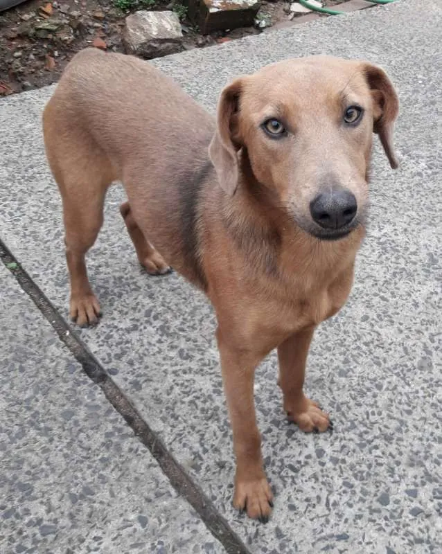 Cachorro ra a SRD idade 1 ano nome Daphne