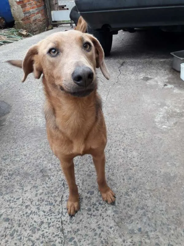Cachorro ra a SRD idade 1 ano nome Daphne