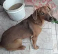 Daphne