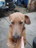 Daphne