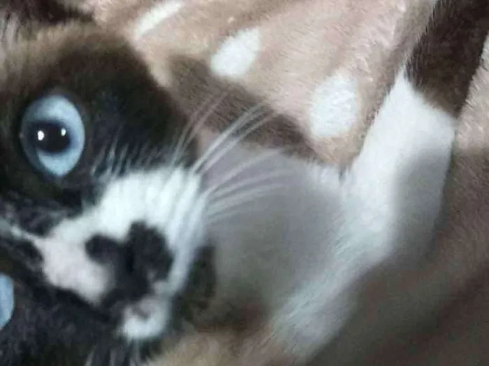 Gato ra a Siamês idade 2 a 6 meses nome Babylon