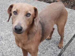 Cachorro raça SRD idade 1 ano nome Daphne