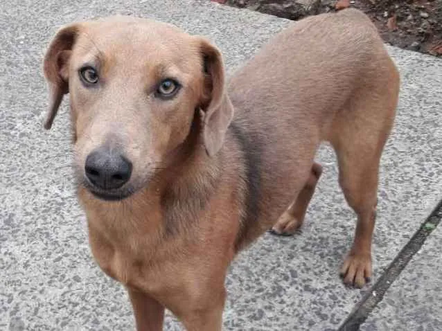 Cachorro ra a SRD idade 1 ano nome Daphne