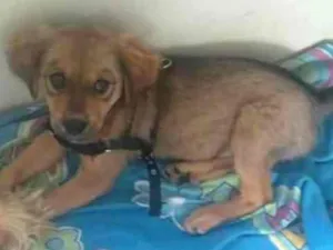 Cachorro raça nao sei idade 2 a 6 meses nome Princesa