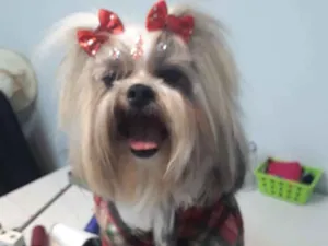Cachorro raça Shit zu idade  nome LUNA