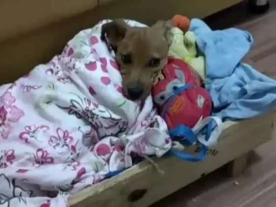 Cachorro ra a Vira lata idade 2 a 6 meses nome Sheila