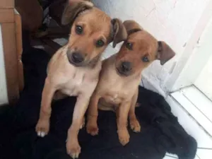 Cachorro raça Indefinido idade Abaixo de 2 meses nome Sem nomes