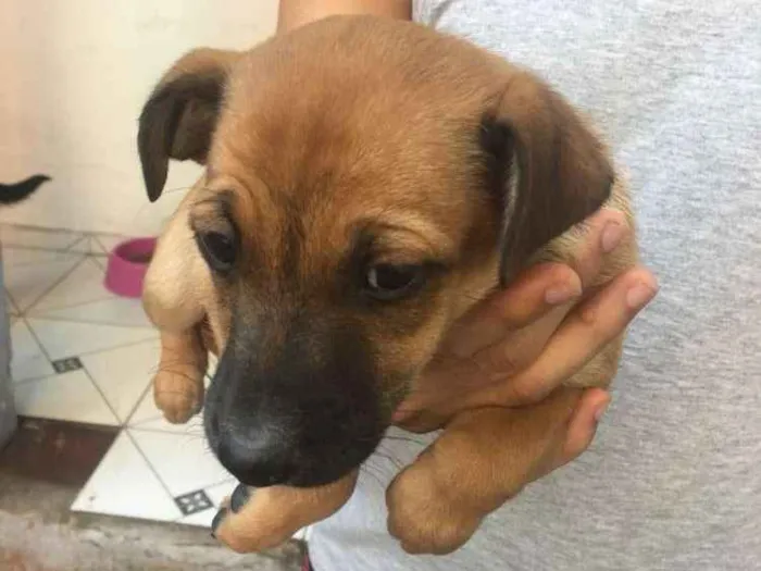 Cachorro ra a Indefinido idade Abaixo de 2 meses nome Sem nomes