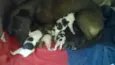 Cachorrinhos