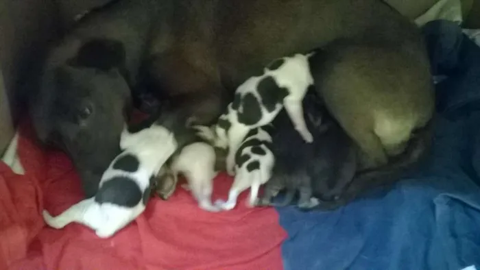Cachorro raça Sem Raça Definida idade Abaixo de 2 meses nome Cachorrinhos