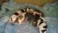 Cachorrinhos