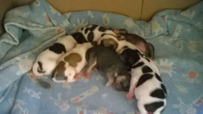 Cachorro raça Sem Raça Definida idade Abaixo de 2 meses nome Cachorrinhos