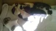 Cachorrinhos