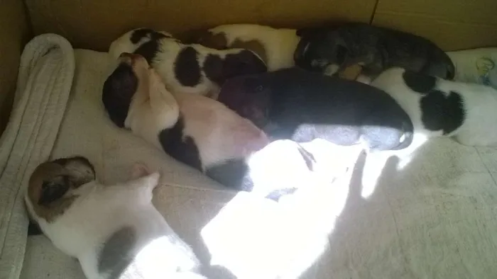 Cachorro raça Sem Raça Definida idade Abaixo de 2 meses nome Cachorrinhos
