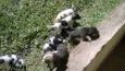 Cachorrinhos
