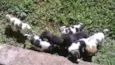 Cachorrinhos