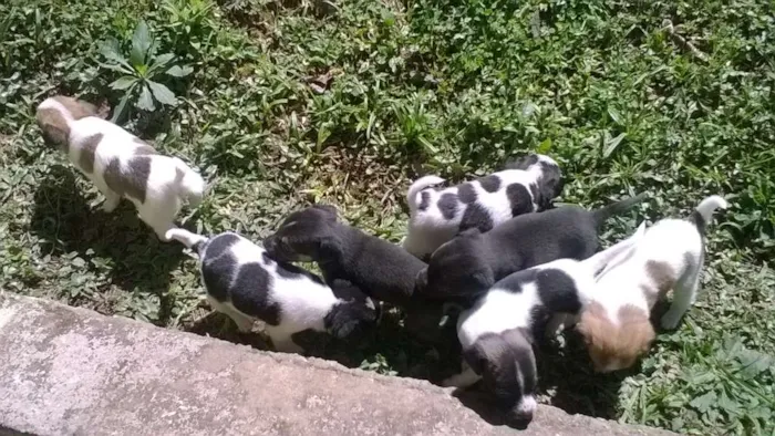 Cachorro raça Sem Raça Definida idade Abaixo de 2 meses nome Cachorrinhos