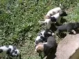 Cachorrinhos