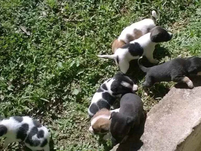 Cachorro raça Sem Raça Definida idade Abaixo de 2 meses nome Cachorrinhos