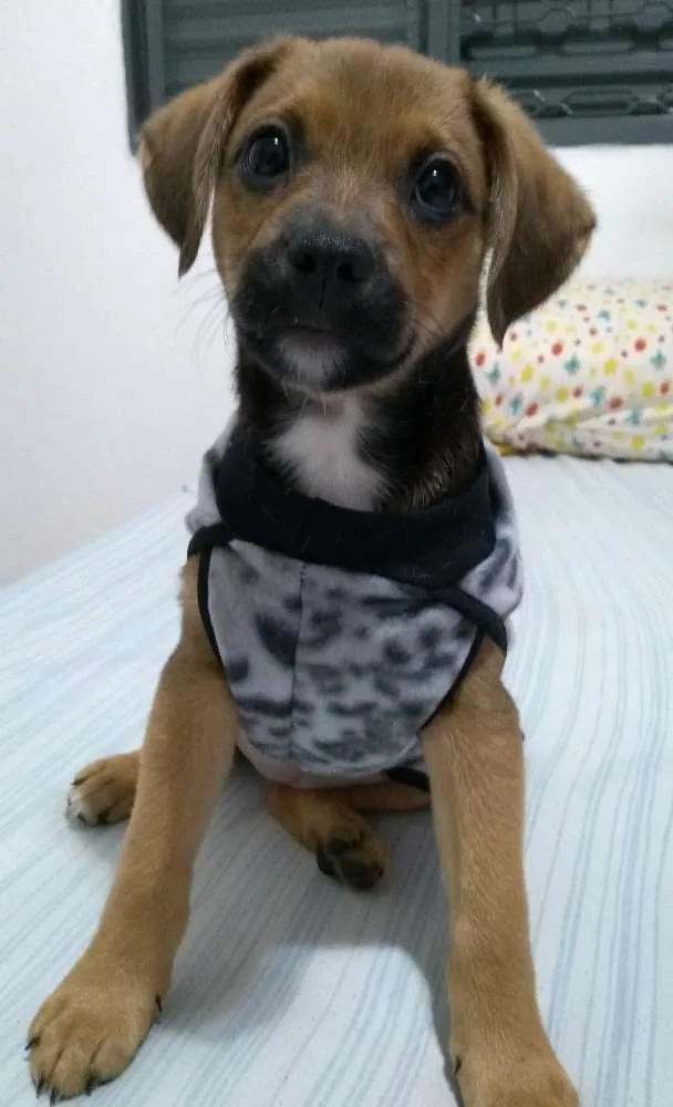 Cachorro ra a Indefinida idade 2 a 6 meses nome Luna
