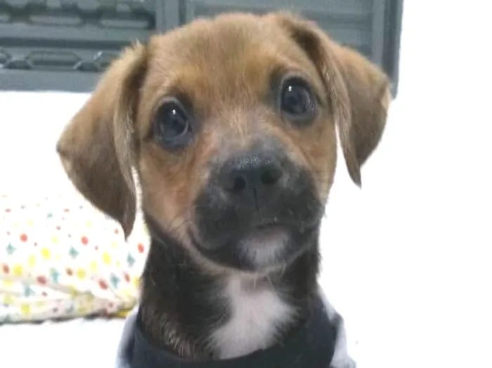 Cachorro ra a Indefinida idade 2 a 6 meses nome Luna