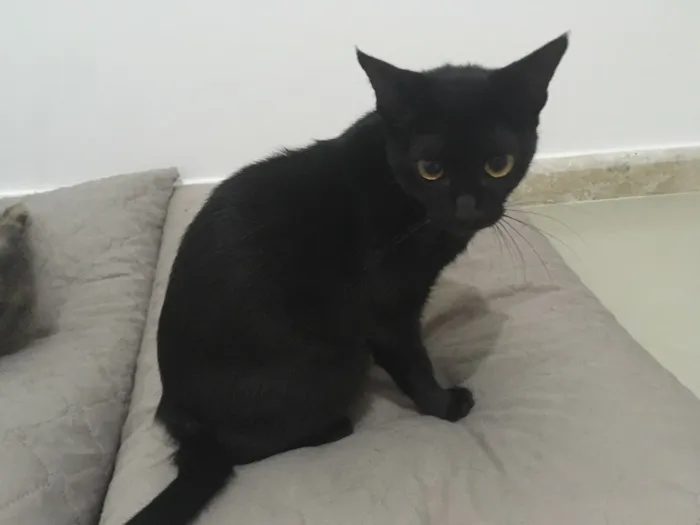 Gato ra a Gato idade 2 anos nome Luna