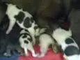 Cachorrinhos
