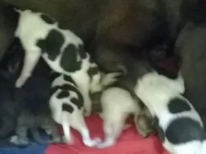 Cachorro raça Sem Raça Definida idade Abaixo de 2 meses nome Cachorrinhos