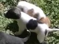Cachorrinhos