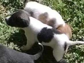 Cachorro raça Sem Raça Definida idade Abaixo de 2 meses nome Cachorrinhos