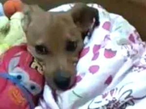 Cachorro raça Vira lata idade 2 a 6 meses nome Sheila