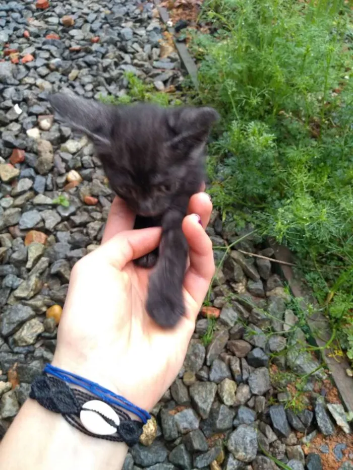 Gato ra a Gato idade Abaixo de 2 meses nome Não possui nome