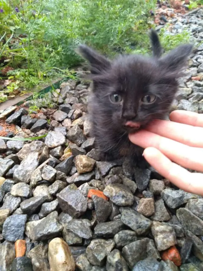 Gato ra a Gato idade Abaixo de 2 meses nome Não possui nome