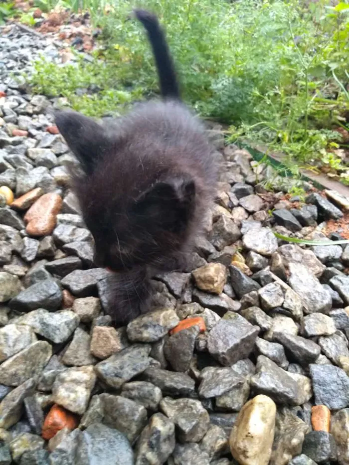 Gato ra a Gato idade Abaixo de 2 meses nome Não possui nome