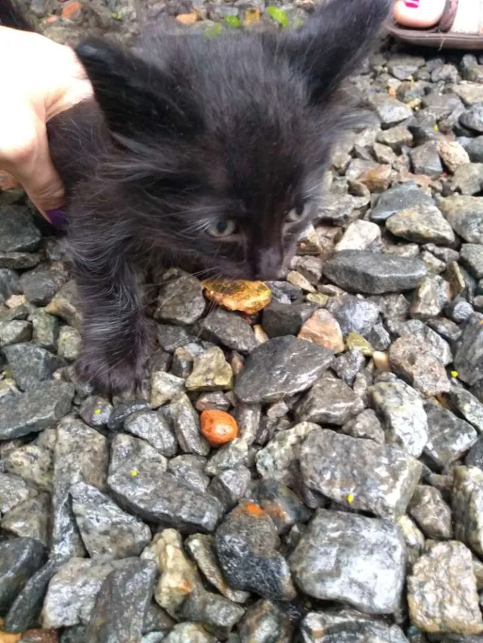 Gato ra a Gato idade Abaixo de 2 meses nome Não possui nome