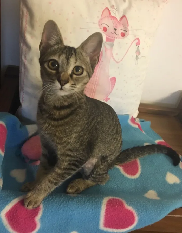 Gato ra a SRD idade 2 a 6 meses nome LOU-LOU