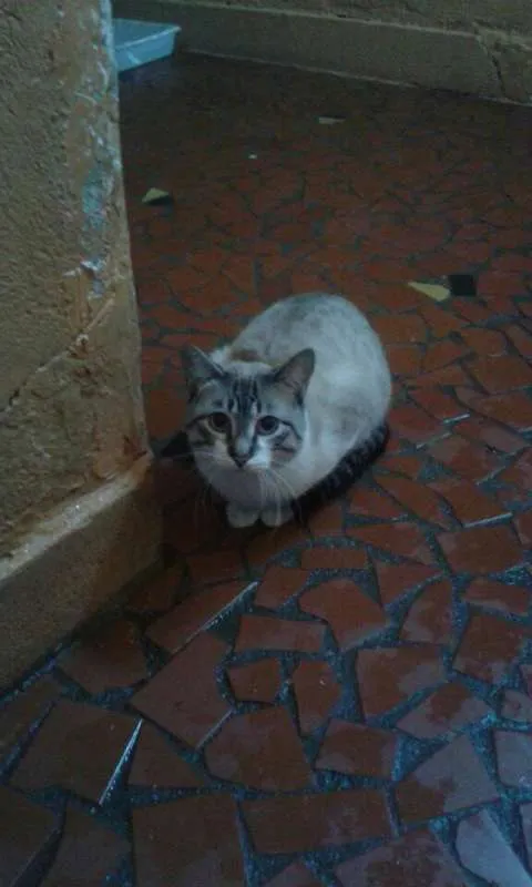 Gato ra a ambos sexo idade 4 anos nome varios nomes
