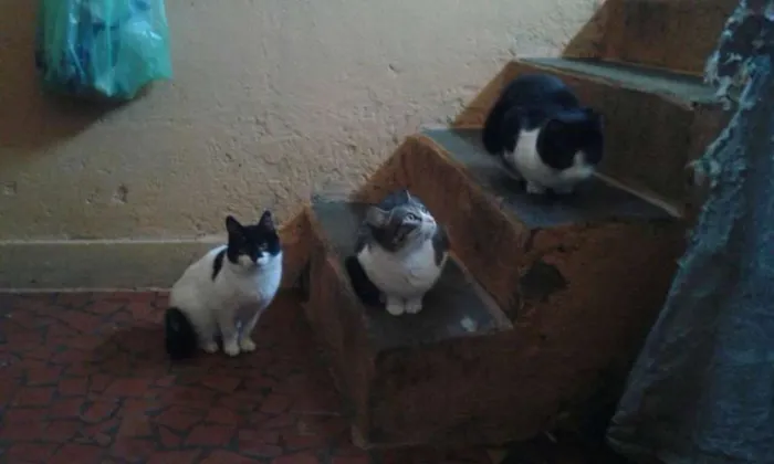 Gato ra a ambos sexo idade 4 anos nome varios nomes