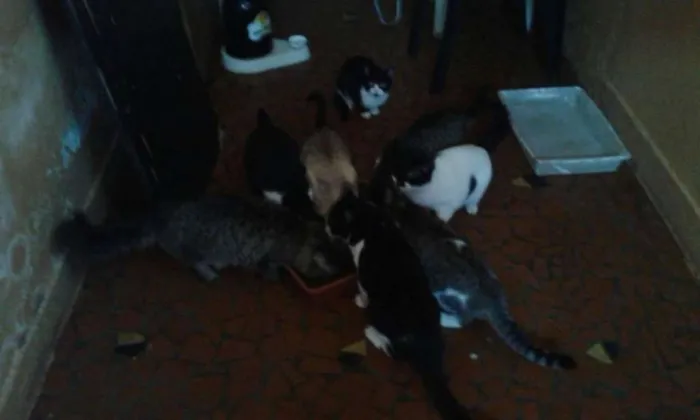 Gato ra a ambos sexo idade 4 anos nome varios nomes