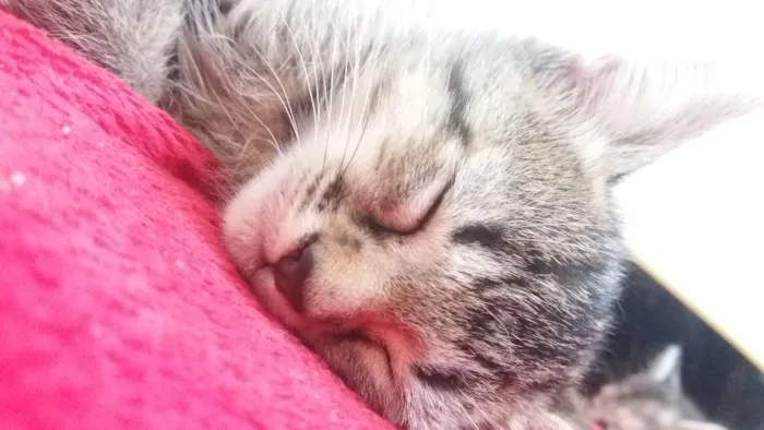 Gato ra a Mistura de siamês  idade Abaixo de 2 meses nome Filhotes