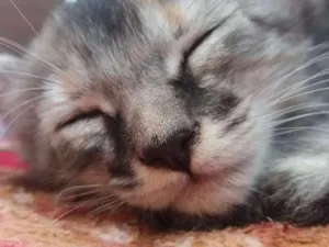 Gato raça Mistura de siamês  idade Abaixo de 2 meses nome Filhotes