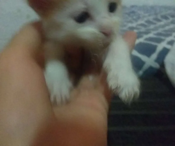 Gato ra a SRD idade Abaixo de 2 meses nome Mel e avelã