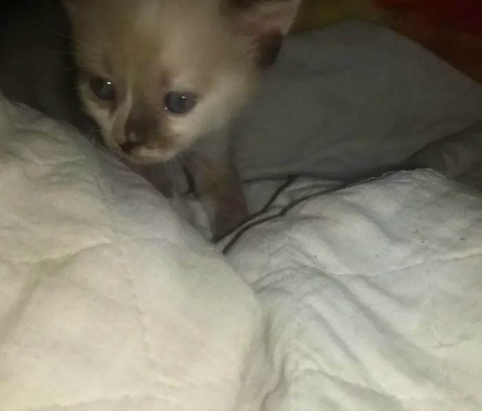 Gato ra a SRD idade Abaixo de 2 meses nome Mel e avelã