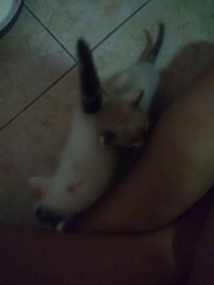 Gato ra a SRD idade Abaixo de 2 meses nome Mel e avelã