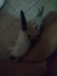 Mel e avelã