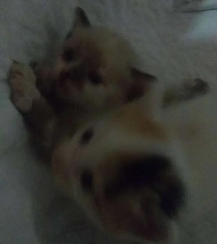Gato ra a SRD idade Abaixo de 2 meses nome Mel e avelã