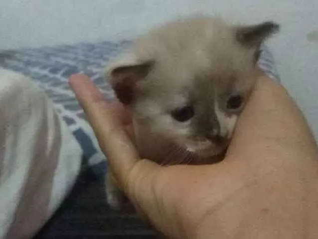 Gato ra a SRD idade Abaixo de 2 meses nome Mel e avelã