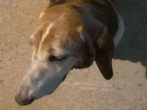 Cachorro raça Basset Hound idade 4 anos nome desconhecido