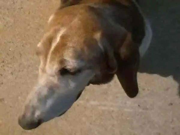 Cachorro ra a Basset Hound idade 4 anos nome desconhecido