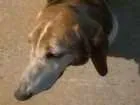 Cachorro raça Basset Hound idade 4 anos nome desconhecido